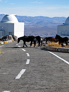 Equine Visitors