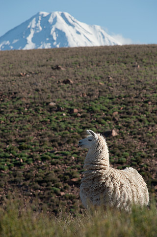 Licancabar volcano and a llama
