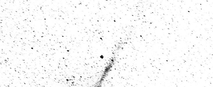 The long ion tail of comet Wilson