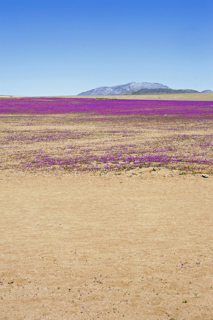 Atacama Desert in bloom