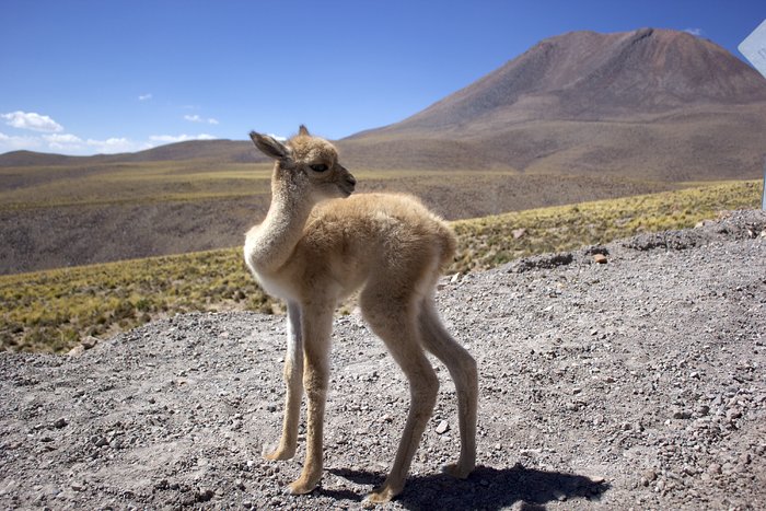 ALMA-personeel redt verdwaald vicuña-jong