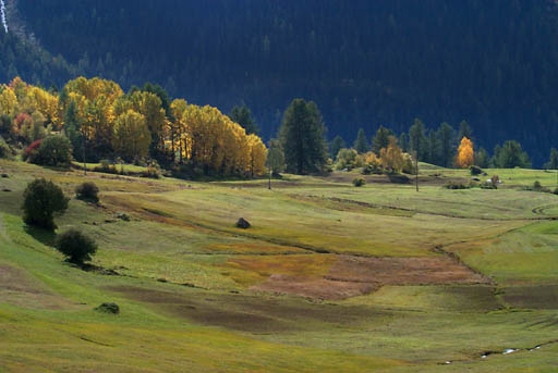 Sunlit_trees