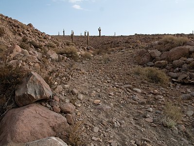 Giant cacti at the ALMA site
