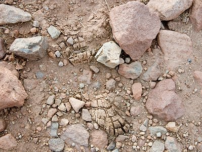 Archaeology in Atacama's Chilean desert