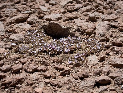 Desert Flowers