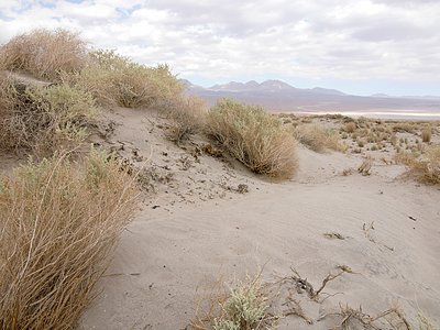 Desert Flora