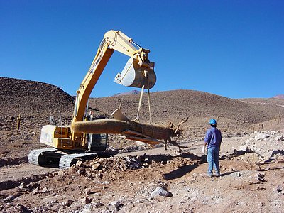 Transplanting Giant Cacti