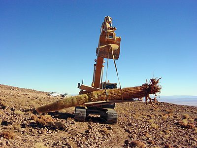 Transplanting Giant Cacti