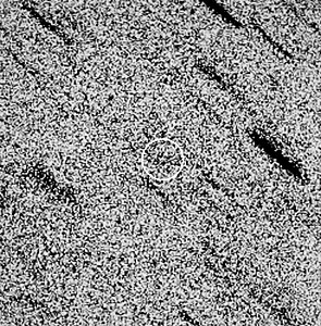 Halley's Comet