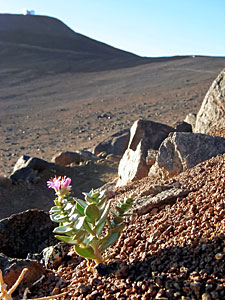 Desert flower