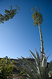 Agave on La Silla