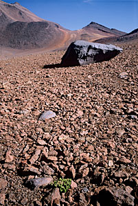 A Typical Plant near Cerro Chajnantor
