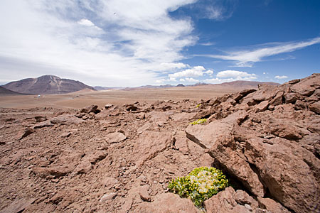 ALMA High Site