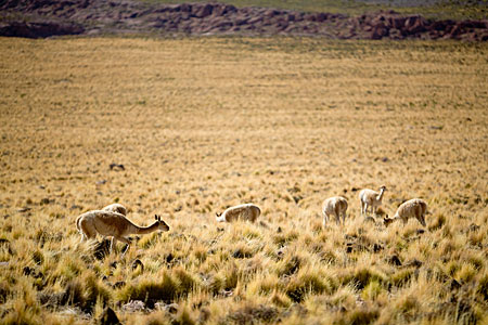 On the way to ALMA