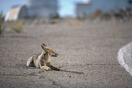 Wild Fox