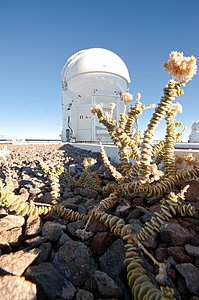 A Plant at the VLT AT
