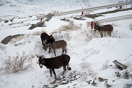 Donkeys at La Silla