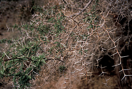 Tamarugo Thorns