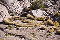 Flora at the ALMA site