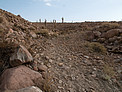 Giant cacti at the ALMA site