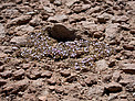 Desert Flowers