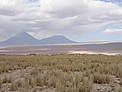 Atacama Flora