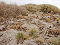 Atacama Flora