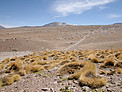 High Altitude Plants