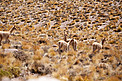 Wild Vicuñas