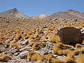 High Altitude Plants