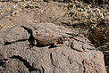Desert Lizard