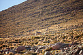 Vicuñas at ALMA