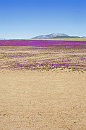 Atacama Desert in bloom