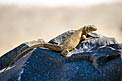 Lizard in the Atacama
