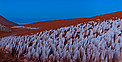 Atacama oddity