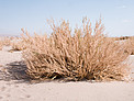 Atacama Plants