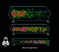 Distribution of Galaxies