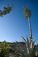 Agave on La Silla