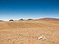 9 Antennas and 6 Vicuñas at ALMA AOS