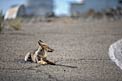 Wild Fox