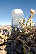 A Plant at the VLT AT