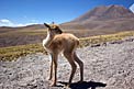 ALMA Workers Rescue Abandoned Vicuña Fawn