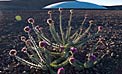 Flowers in the desert
