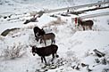 Donkeys at La Silla