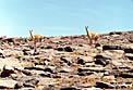 Vicunas in the Desert