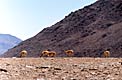 Grazing Vicunas