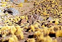 Vizcacha in the Desert