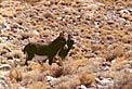 Wild Donkeys