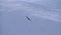 Condor at Paranal