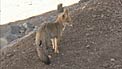 VLT Fox A